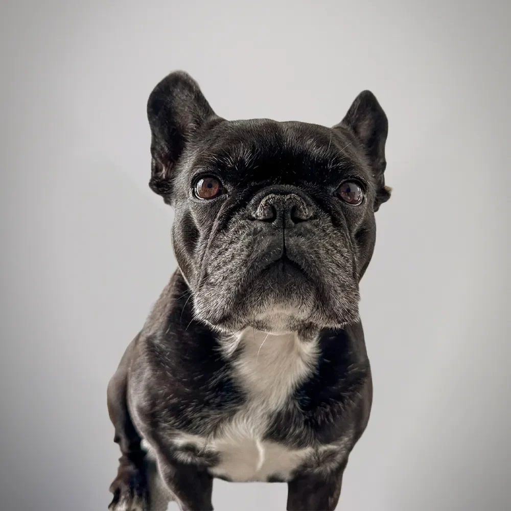 Luna the office dog